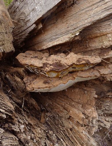 Mature slightly aberrant brackets on a fallen oak in Basildon, UK.